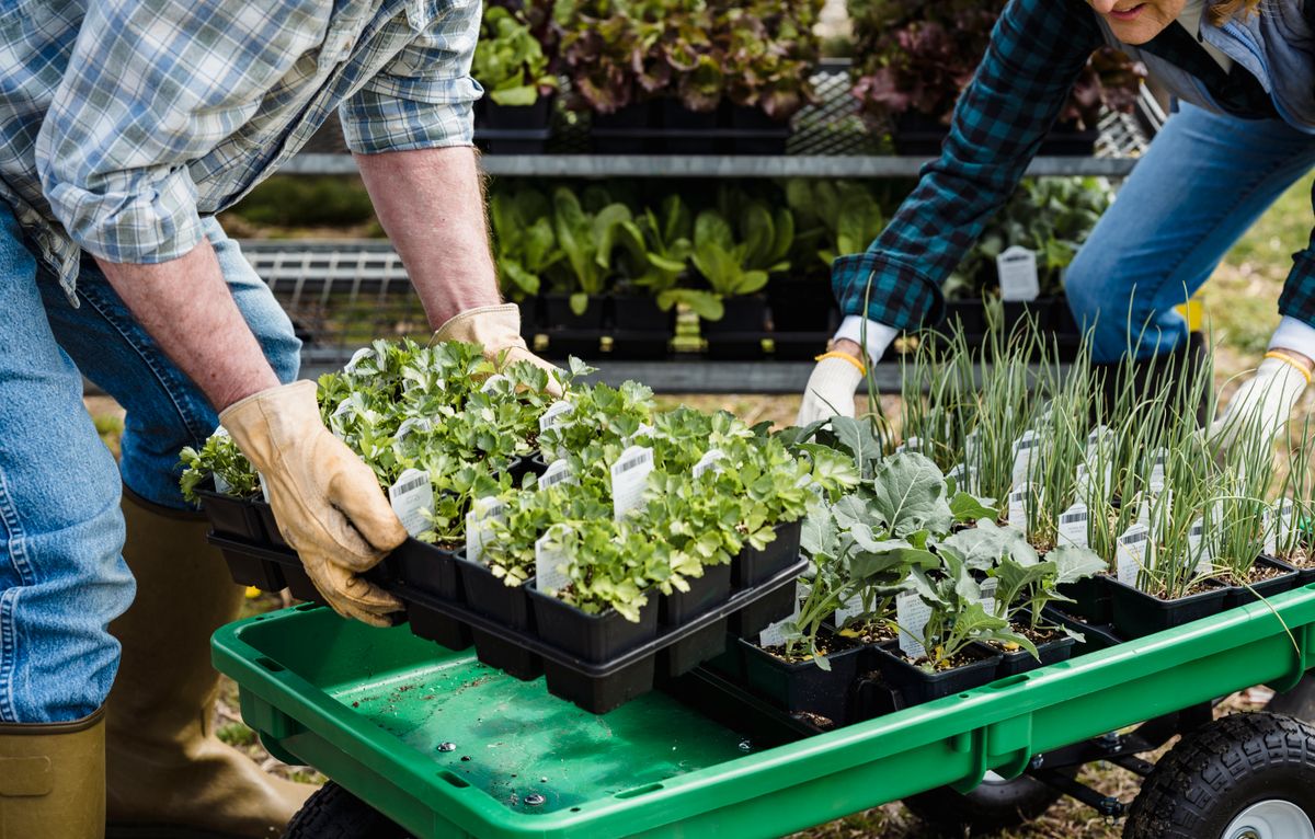 Gardeners selecting trays of young plants for a new border