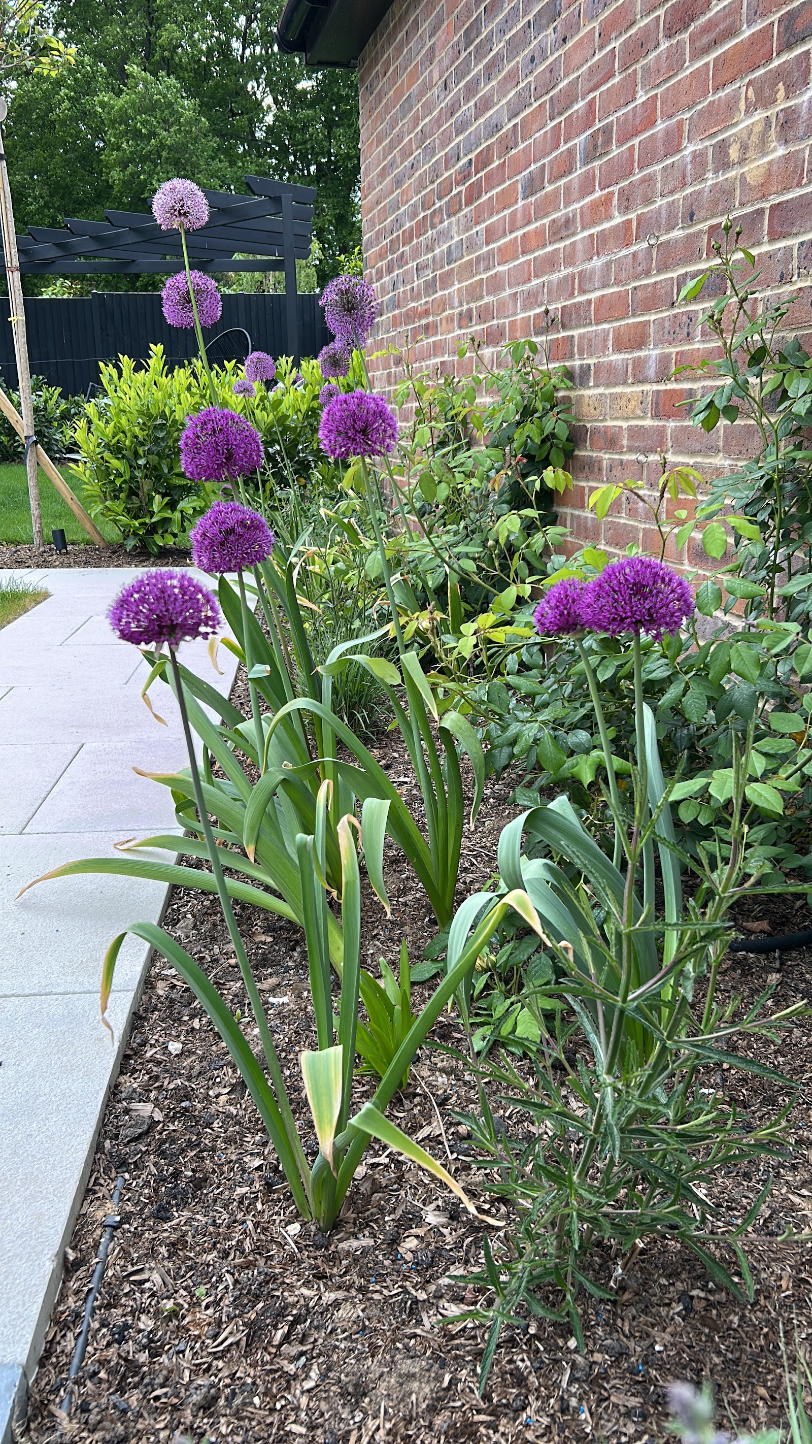The most beautiful front garden