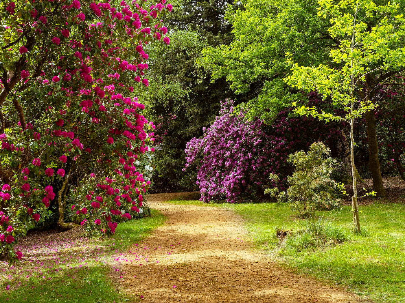 A designed garden with a curving path between planted borders and mature trees