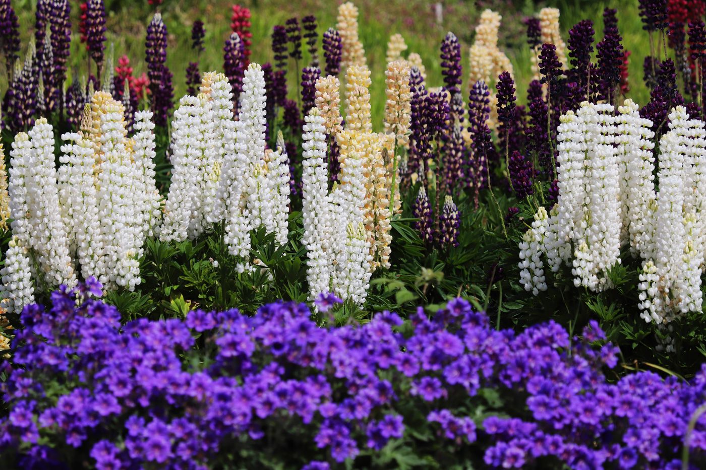 Planting Design, Supply & Installation